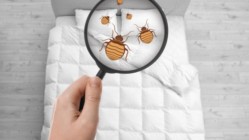 Punaises de lit à Strasbourg : stratégies de détection et prévention pour la maison