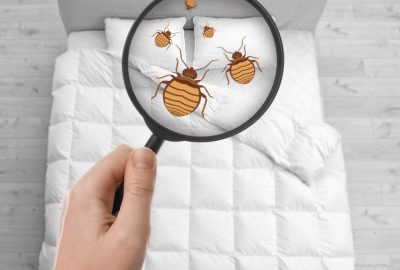 Punaises de lit à Strasbourg : stratégies de détection et prévention pour la maison